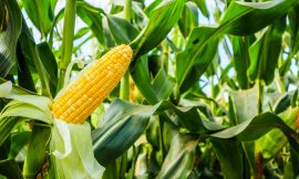 Corn Mixed at Midday