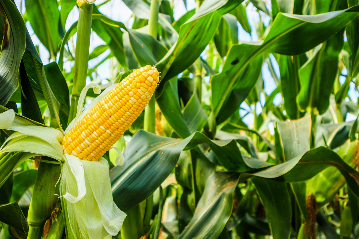 corn-mixed-at-midday