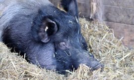 Hogs Close with Weakness on Friday