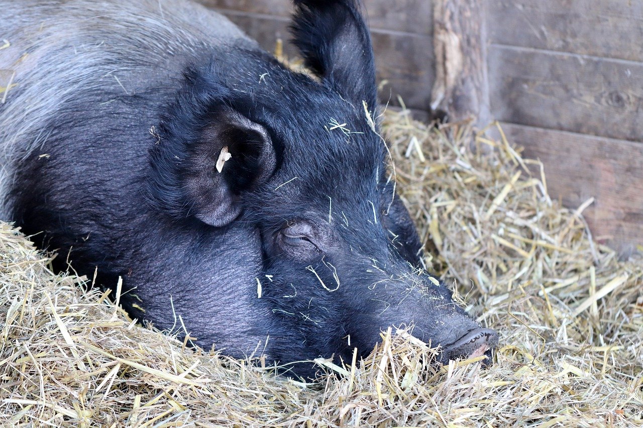 hogs-close-with-weakness-on-friday