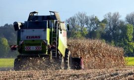 Corn Falls Lower, as Ratings Come in Below Expectations