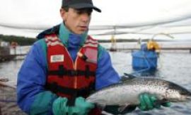 Chile’s salmon farms hope for calmer waters