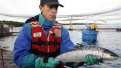 chile’s-salmon-farms-hope-for-calmer-waters