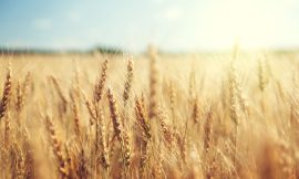 Wheat Posts Wednesday Gains at the Close