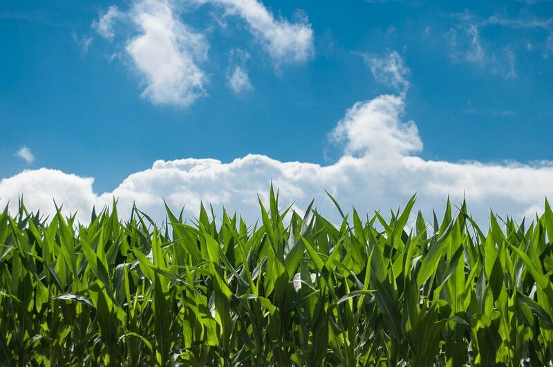 corn-struggles-on-thursday-despite-demand-strength