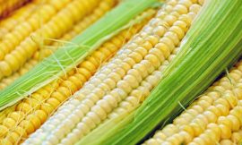 Corn Bulls Struggling Despite Positive Demand