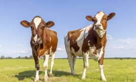 Cattle Mixed on Friday