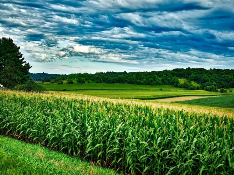 Read more about the article Corn Leaking Back Lower at Midday