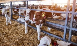 Cattle Mixed Despite Record High Cash Trade