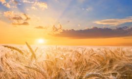 Wheat Showing Strength on Thursday