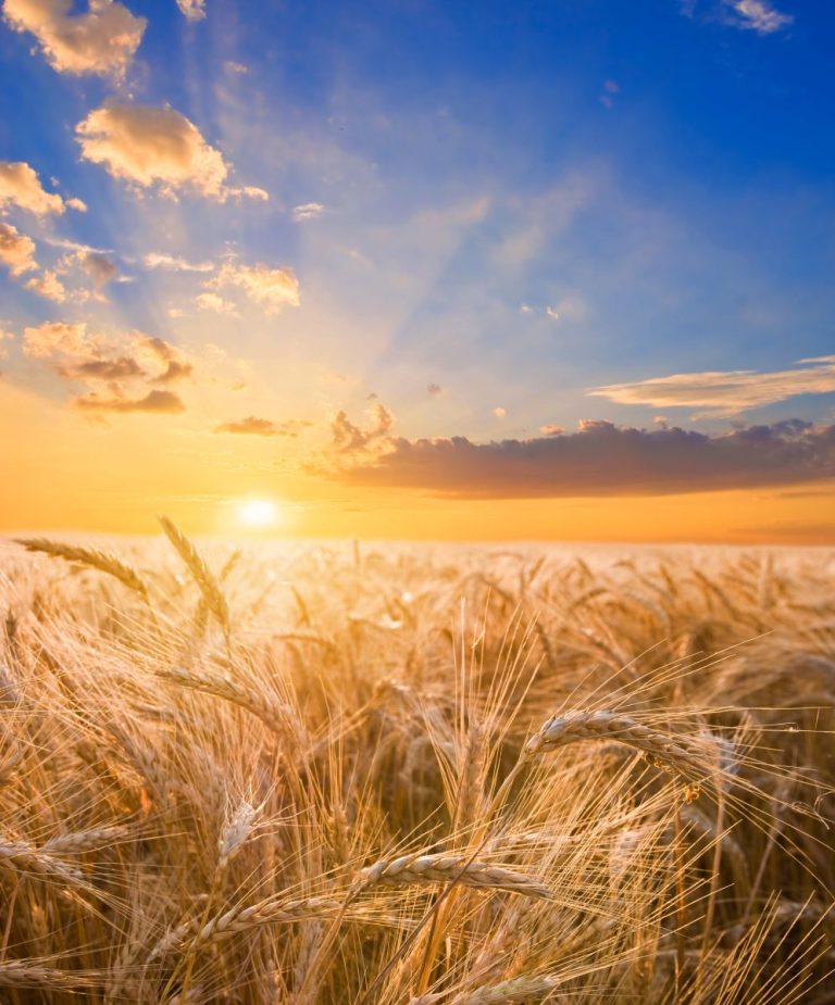 Read more about the article Wheat Showing Strength on Thursday