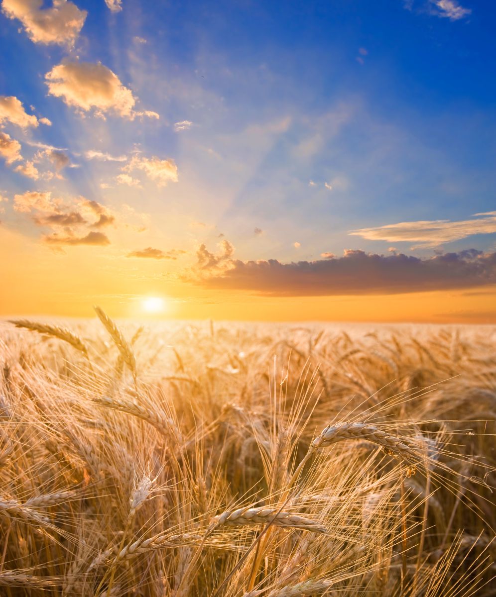 wheat-showing-strength-on-thursday