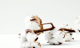 Cotton Losses Extending to Midday