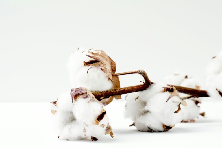 Read more about the article Cotton Losses Extending to Midday