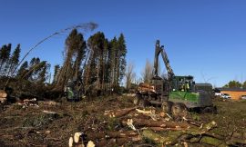Coillte says level of damage from Storm Éowyn to top €60m