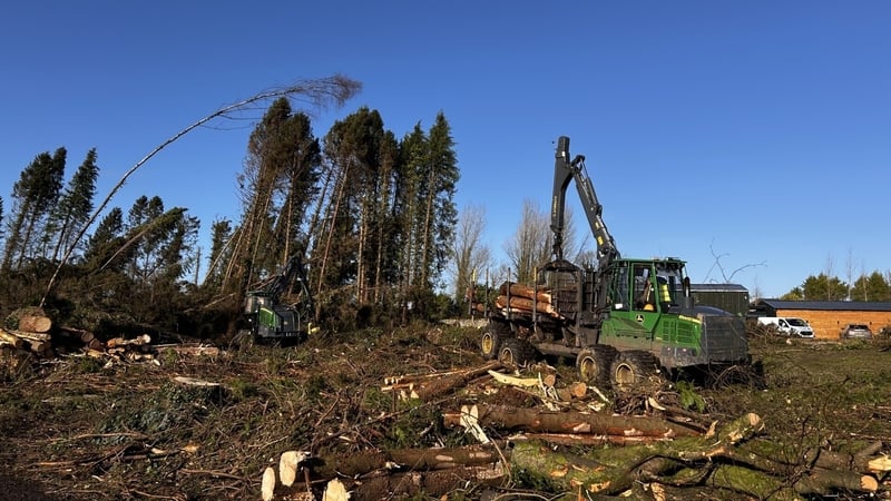 coillte-says-level-of-damage-from-storm-eowyn-to-top-e60m