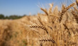 World food prices increase in April, UN’s FAO says