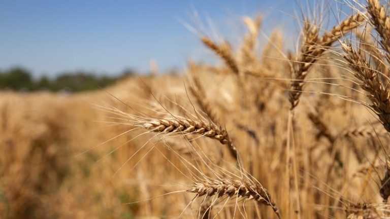 Read more about the article World food prices increase in April, UN’s FAO says