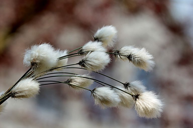 Read more about the article Cotton Rallies into the Weekend