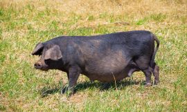 Hogs Pull Out Gains into the Friday Close