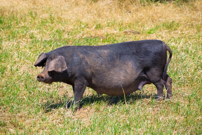 Read more about the article Hogs Pull Out Gains into the Friday Close