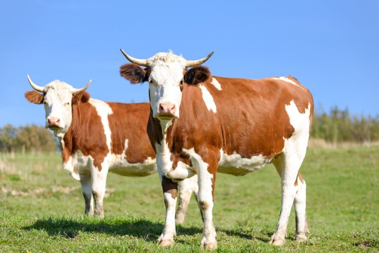 Read more about the article Cattle Rally Continues on Friday as Cash is King