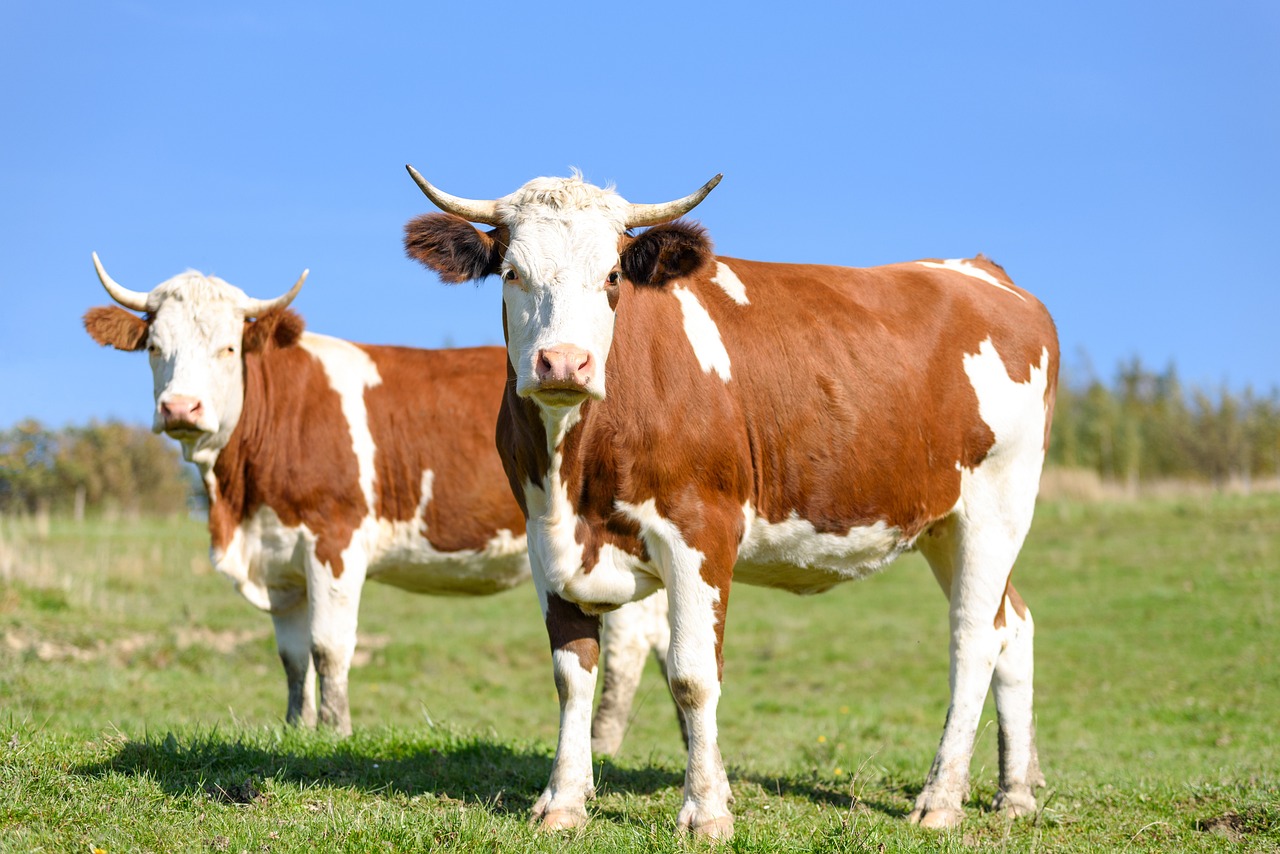 cattle-rally-continues-on-friday-as-cash-is-king