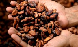 Cocoa Prices Supported by Ivory Coast Mid-Crop Quality Issues