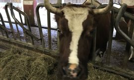 Bulls Still Running,  Cattle Futures Up Triple Digits on Firm Cash Trade