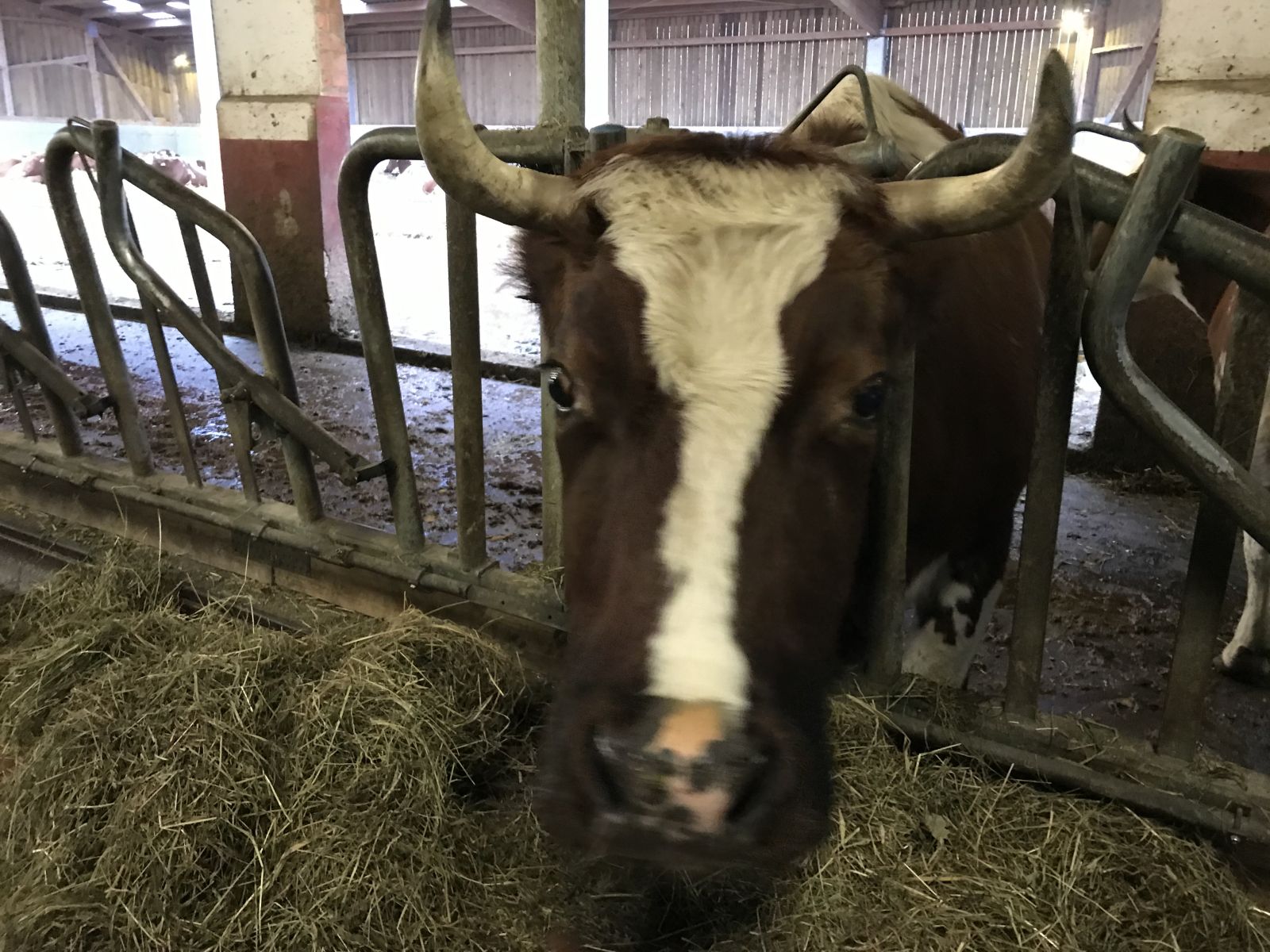 bulls-still-running,-cattle-futures-up-triple-digits-on-firm-cash-trade
