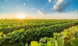 Soybeans Fall to Start the Week