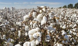 Cotton Holds Higher on Monday