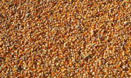Corn Pressured at Midday with Double Digit Losses