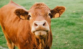 Cattle Close Mostly firm on Tuesday