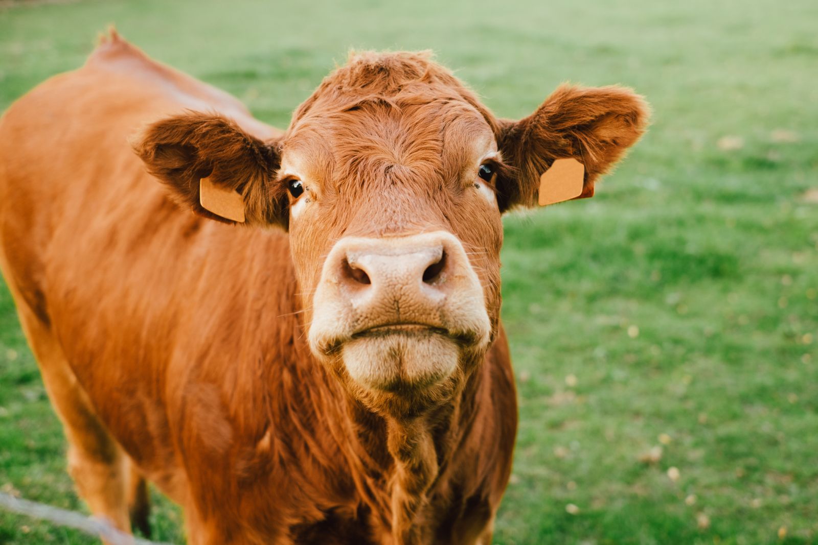 cattle-close-mostly-firm-on-tuesday