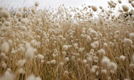 Cotton Falls Back Lower on Tuesday
