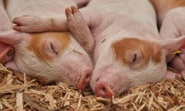 Hogs Falling on Tuesday