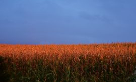 Corn Failing to Buy Bullish Export Business