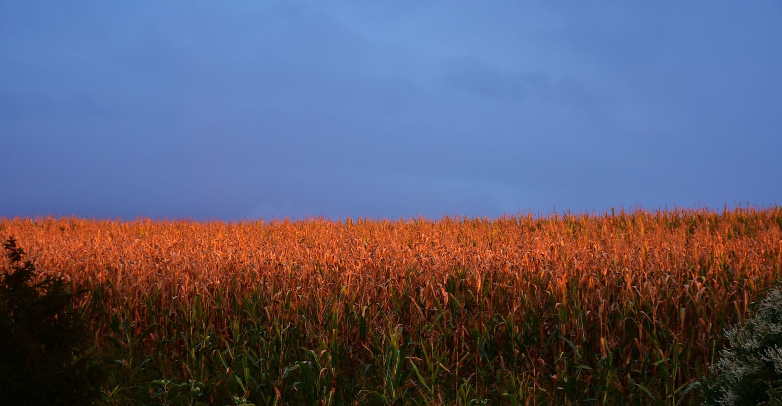 corn-failing-to-buy-bullish-export-business