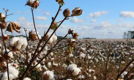 Cotton Falling Lower on Thursday