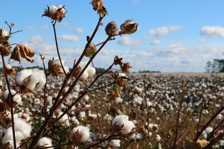 Read more about the article Cotton Falling Lower on Thursday
