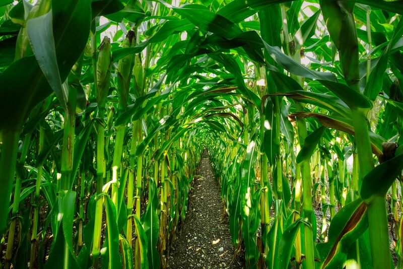 corn-squares-up-heading-into-the-weekend