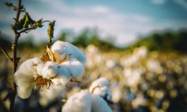 Cotton Post Slight Weakness on Friday