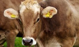 Cattle Close Friday Mixed