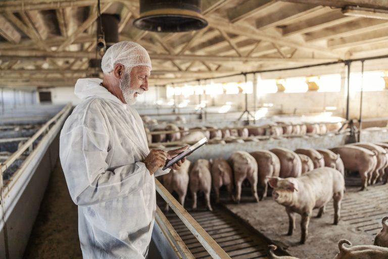 Read more about the article Hogs Posting Friday Strength at Midday