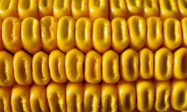 Corn Bulls Pushing Higher at Midday