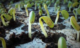 Soybeans Rally on Tuesday Following Weekend Trade Talks and Friendly USDA Data