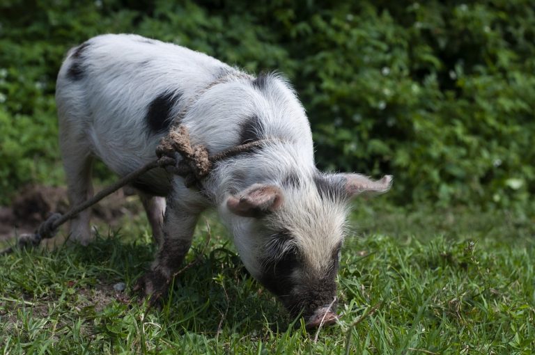 Read more about the article Hogs Post Gains on Monday