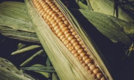 Corn Pulls Back to Close Mixed Despite Bill Friendly USDA Data
