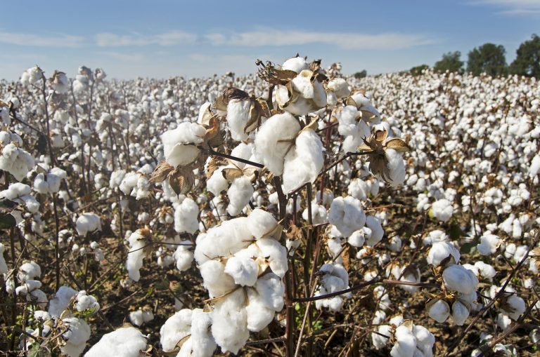 Read more about the article Cotton Holds onto Gains on Monday